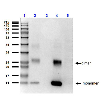 Anti-HbA (MOUSE) Monoclonal Antibody