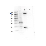 GAB1 Antibody [protein]