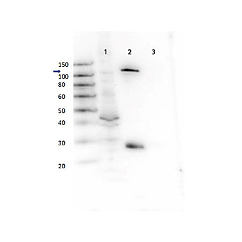 GAB1 Antibody [protein]