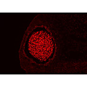 Anti-Homeobox protein SIX3 (GUINEA PIG) Antibody