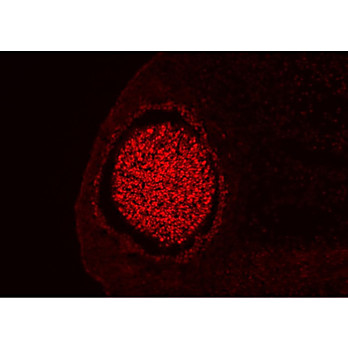 Anti-Homeobox protein SIX3 (GUINEA PIG) Antibody