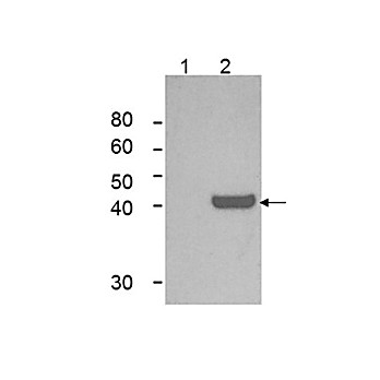 Anti-IDO1 (MOUSE) Monoclonal Antibody