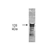 Anti-GLYCEROL KINASE (Cellulomonas species) (GOAT) Antibody