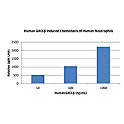 Human Gro-beta (CXCL2) Recombinant Protein