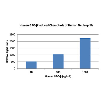Human Gro-beta (CXCL2) Recombinant Protein
