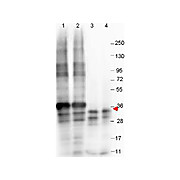 Anti-NAG-1 (N-terminal specific) (MOUSE) Monoclonal Antibody