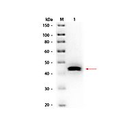 Anti-PEPSIN (GOAT) Antibody Biotin Conjugated