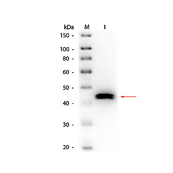 Anti-PEPSIN (GOAT) Antibody Biotin Conjugated
