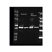 Anti-SARCOSINE OXIDASE (Microbial) (GOAT) Antibody