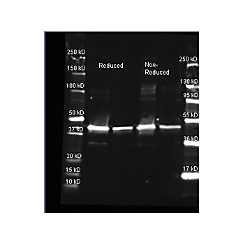 Anti-SARCOSINE OXIDASE (Microbial) (GOAT) Antibody