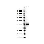 Anti-GLYCEROL-3-PHOSPHATE DEHYDROGENASE (GOAT) Antibody Peroxidase Conjugated