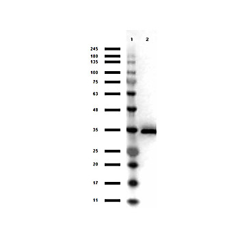 Anti-GLYCEROL-3-PHOSPHATE DEHYDROGENASE (GOAT) Antibody Peroxidase Conjugated