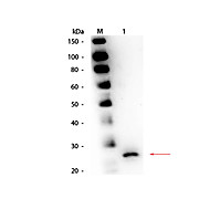 Anti-PAPAIN (GOAT) Antibody