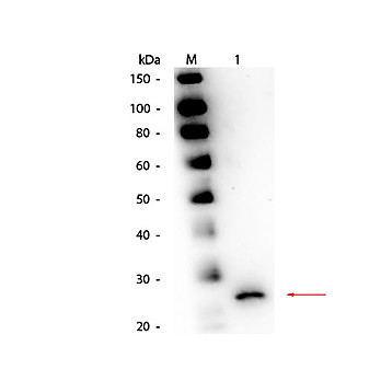 Anti-PAPAIN (GOAT) Antibody