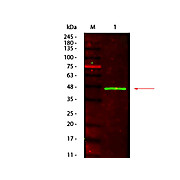 Anti-PEROXIDASE (Horseradish) (MOUSE) Antibody