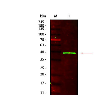 Anti-PEROXIDASE (Horseradish) (MOUSE) Antibody