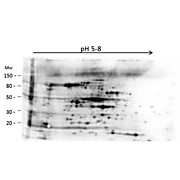 Anti-High Molecular Weight E.Coli Protein Host Cell Protein (HCP) Antibody
