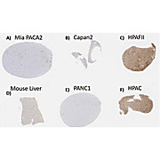 Anti-MUC4 (MOUSE) Antibody