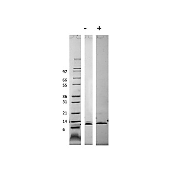 Mouse Monocyte Chemotactic Protein-3 (CCL7) Recombinant Protein