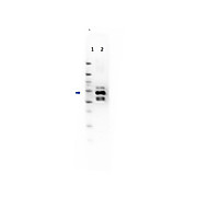 Anti-GLUCOAMYLASE (GOAT) Antibody