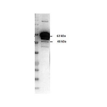 Anti-PYRUVATE KINASE (Rabbit Muscle) (GOAT) Antibody Biotin Conjugated