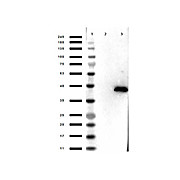 Anti-ERK2 (MOUSE) Monoclonal Antibody