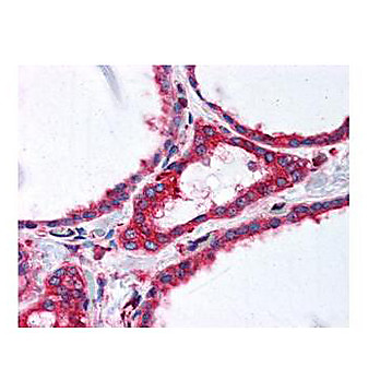 Anti-ALPHA-TUBULIN (MOUSE) Monoclonal Antibody