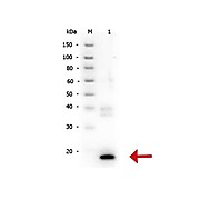 Anti-Human IL-10 (RABBIT) Antibody