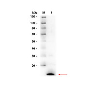 Anti-LYSOZYME (Hen Egg White) (RABBIT) Antibody
