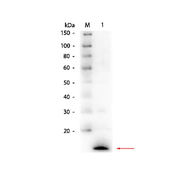 Anti-LYSOZYME (Hen Egg White) (RABBIT) Antibody