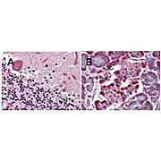 Anti-LGR4 (MOUSE) Monoclonal Antibody