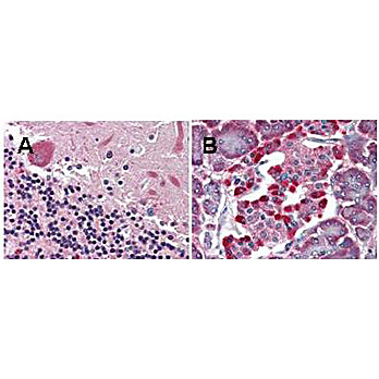 Anti-LGR4 (MOUSE) Monoclonal Antibody