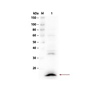 Anti-VhH (RABBIT) Antibody