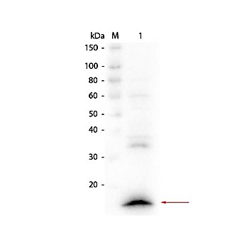 Anti-VhH (RABBIT) Antibody