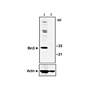 Anti-BIN3 (MOUSE) Monoclonal Antibody