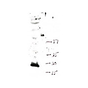 Anti-Histone H3 [Monomethyl Lys4] (RABBIT) Antibody