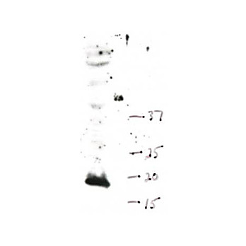 Anti-Histone H3 [Monomethyl Lys4] (RABBIT) Antibody
