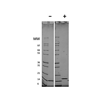 Human Flt-3 Ligand Recombinant Protein (Animal Free)