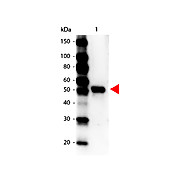 Anti-CARBOXYPEPTIDASE Y (RABBIT) Antibody Peroxidase Conjugated