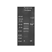 Anti-PYRANOSE OXIDASE (E.coli) (GOAT) Antibody