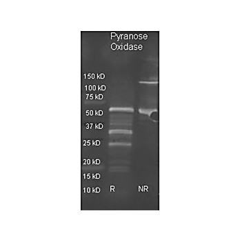 Anti-PYRANOSE OXIDASE (E.coli) (GOAT) Antibody