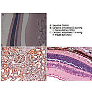 Anti-CARBONIC ANHYDRASE II (RABBIT) Antibody