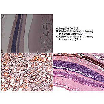 Anti-CARBONIC ANHYDRASE II (RABBIT) Antibody