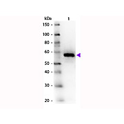 Anti-CARBOXYPEPTIDASE Y (RABBIT) Antibody