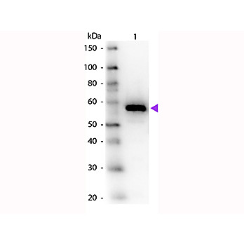 Anti-CARBOXYPEPTIDASE Y (RABBIT) Antibody