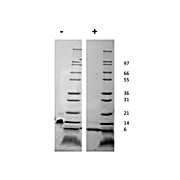 Mouse Stromal Cell-Derived Factor-1 alpha (CXCL12) Recombinant Protein