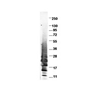 Anti-Swine IL-13 (RABBIT) Antibody