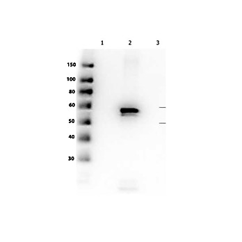 Anti-AKT2 (MOUSE) Monoclonal Antibody