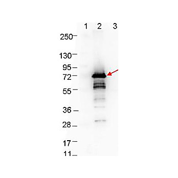 Anti-OspA (RABBIT) Antibody