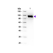 Anti-PLASMINOGEN (Human Plasma) (GOAT) Antibody